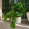 30cm Artificial Green Potted Monstera Trailing Plant - Premium Quality