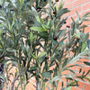 250cm XXL Olive Tree