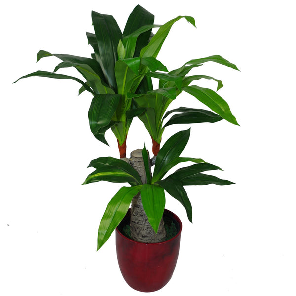 75cm Artificial Dracaena Plant - Wide Trunk Triple Branch