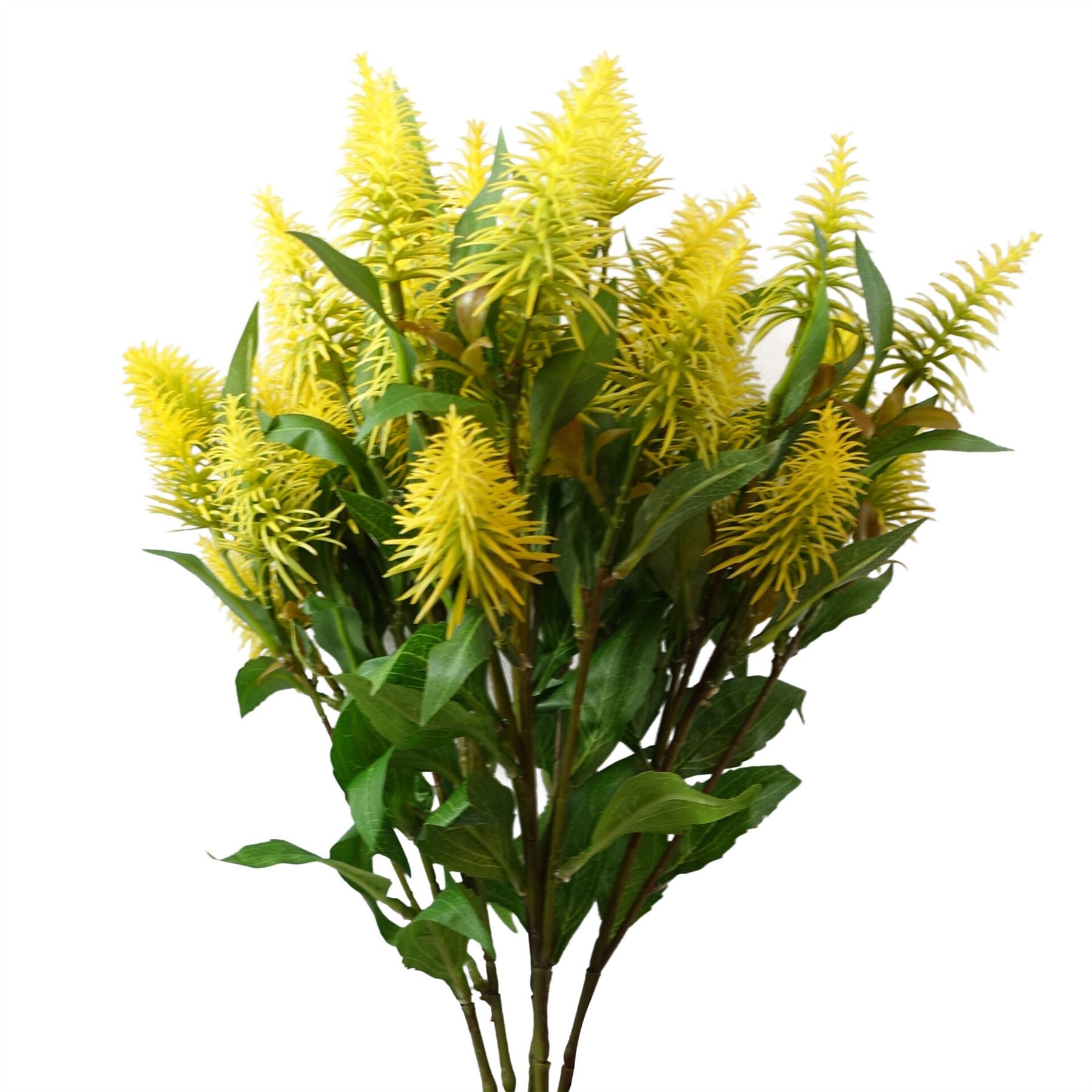 Pack of 6 x 55cm Callistemon Pallidus Yellow Bottle Brush Stem