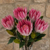 Pack of 6 x 65cm Protea Sugarbush Flower Stem - Pink - Premium Quality