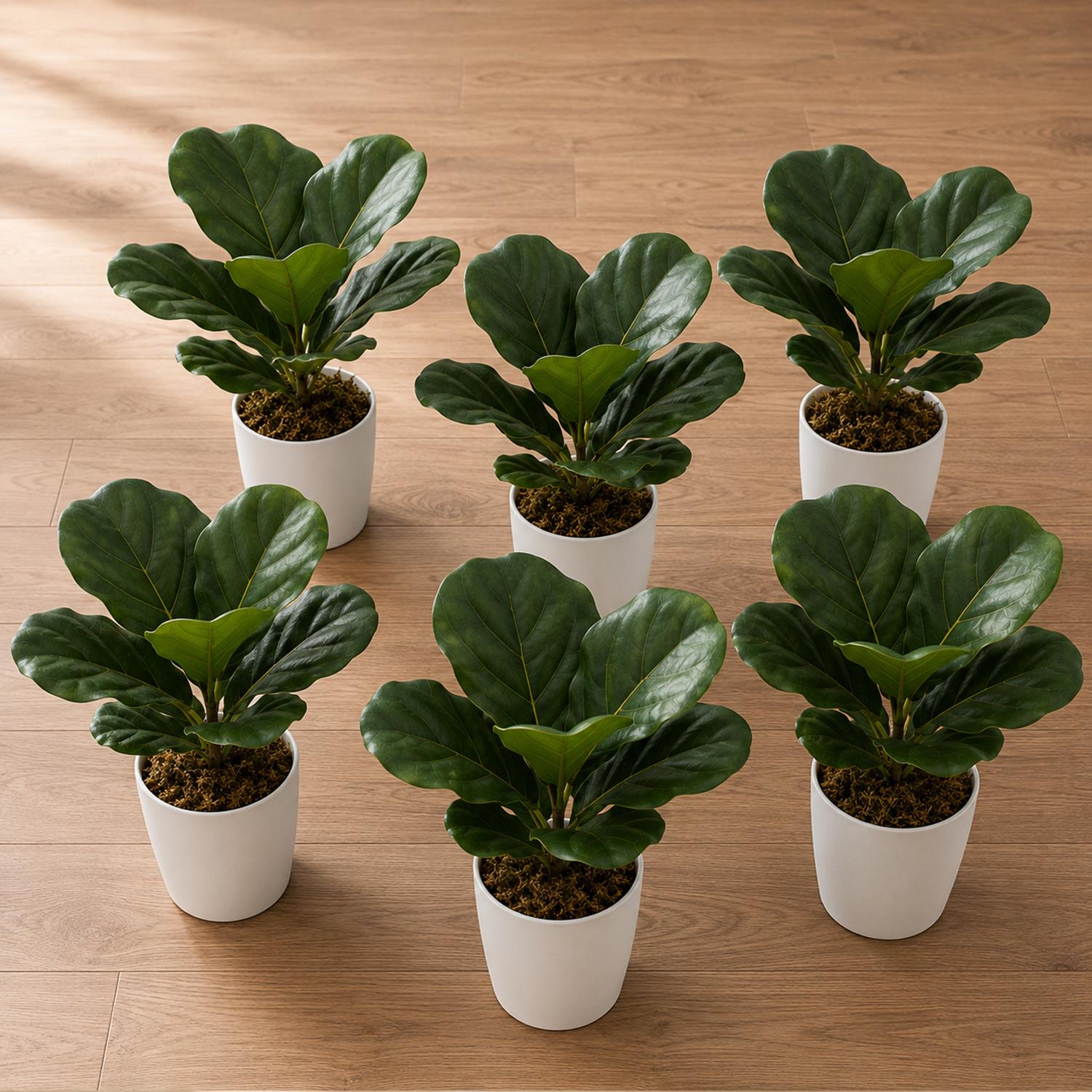 Pack of 6 x 38cm Potted Fiddle Fig Plant