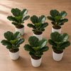 Pack of 6 x 38cm Potted Fiddle Fig Plant