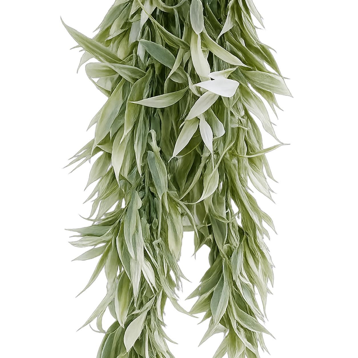 Pack of 6 x 80cm Italian Ruscus Hanging Plant with Realistic Foliage - Light Green