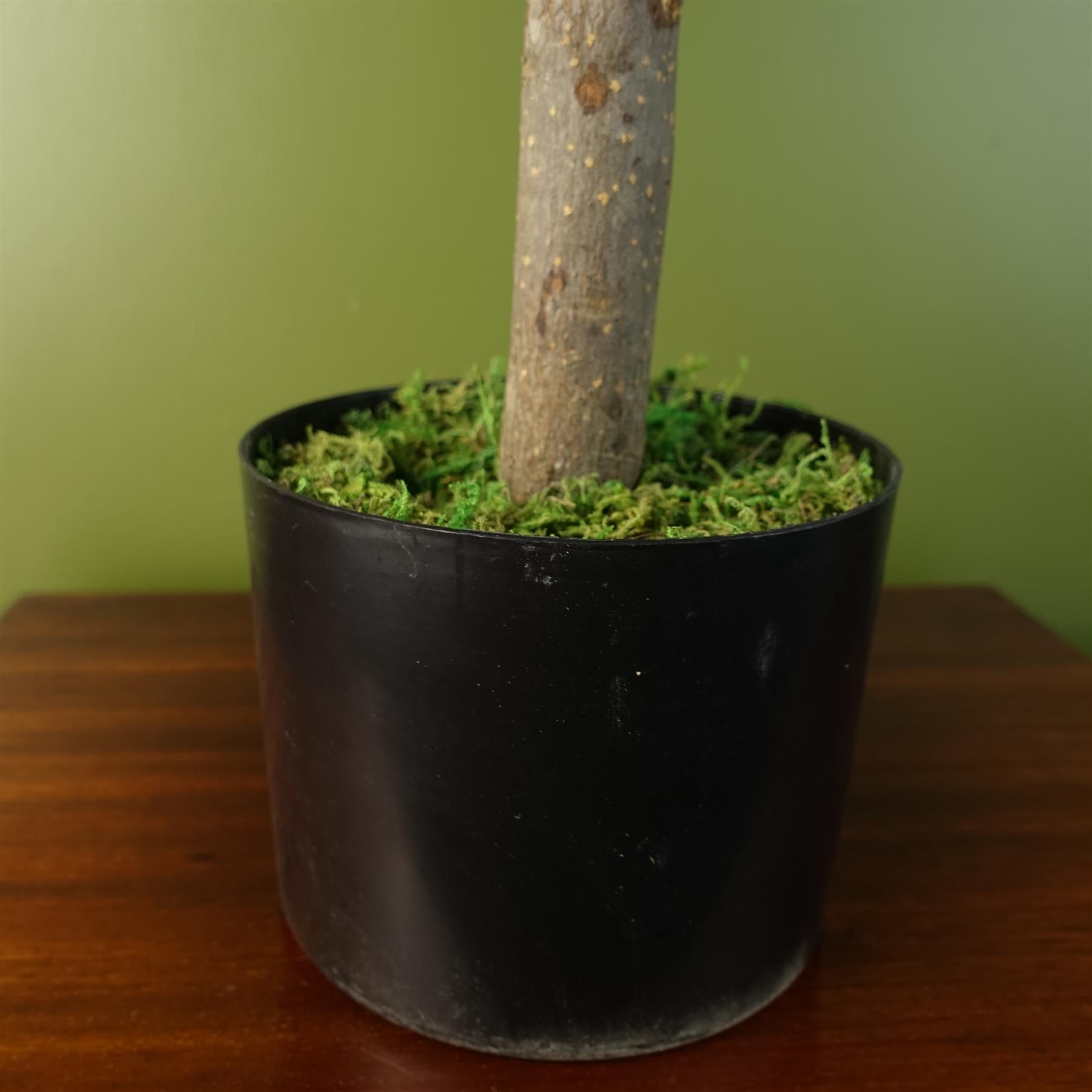 Artemisa Shrub 70cm