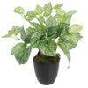 Artificial Foliage Plant Realistic Pot 40cm Caladium Realistic Faux House Plants Botanik