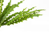 12 x 40cm Artificial Crocodile Fern Plant - Premium Quality