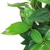 70cm Leaf Design UK Realistic Large Artificial Foliage Plant with Pot