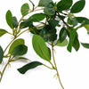 55cm Artificial Trailing Ficus Vine Stem