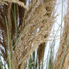 Artificial Pampas Grass Plant - HUGE 180cm 6FT