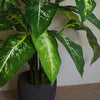 Artificial 100cm Large Fox's Aglaonema (Spotted Evergreen) Tree Plant