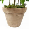 Leaf 60cm Mini Ficus Bush Plant in Decorative Planter