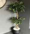 150cm Twisted Trunk Artificial Japanese Fruticosa Style Ficus Tree