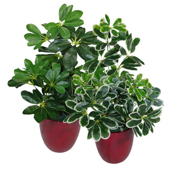 Artificial Bush Arboricola Plant 55cm Small Bush