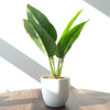 45cm Artificial Aureum Plant - Premium Quality