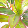 Artificial 100cm Potted Dracaena Tropical Plant with Silver Metal Plater
