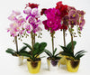 Orchid Artificial Purple White 50cm Gold Pot Phalaenopsis