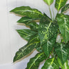 Artificial 100cm Large Fox's Aglaonema (Spotted Evergreen) Tree Plant