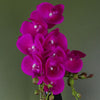 Artificial Orchid Plant Dark Pink Gold Pot 54cm Botanik