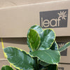 120cm Artificial Rubber Tree