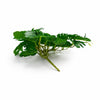 Pack of 6 x 25cm Realistic Monstera Stem Plant - Dark Green