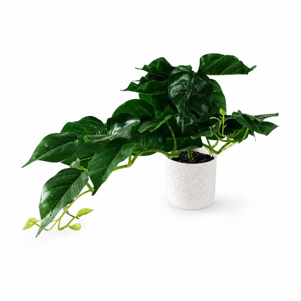 30cm Mini Pothos in Decorative White Pot - Premium Quality