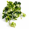 Pack of 6 x 25cm Artificial Trailing Variegated Monstera Vine Plant - Premium Quality