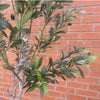 200cm XXL Artificial Olive Tree with Decorative Planter - Premium Quality