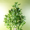 Artificial Large Plant Shrub Green Jade 75cm Tall Botanik