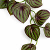 160cm Artificial Watermelon Peperomia Botanik Garland Hanging Decoration - Premium Quality