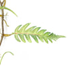 6 x 125cm Artificial Hanging Trailing Fern Plant - Premium Quality