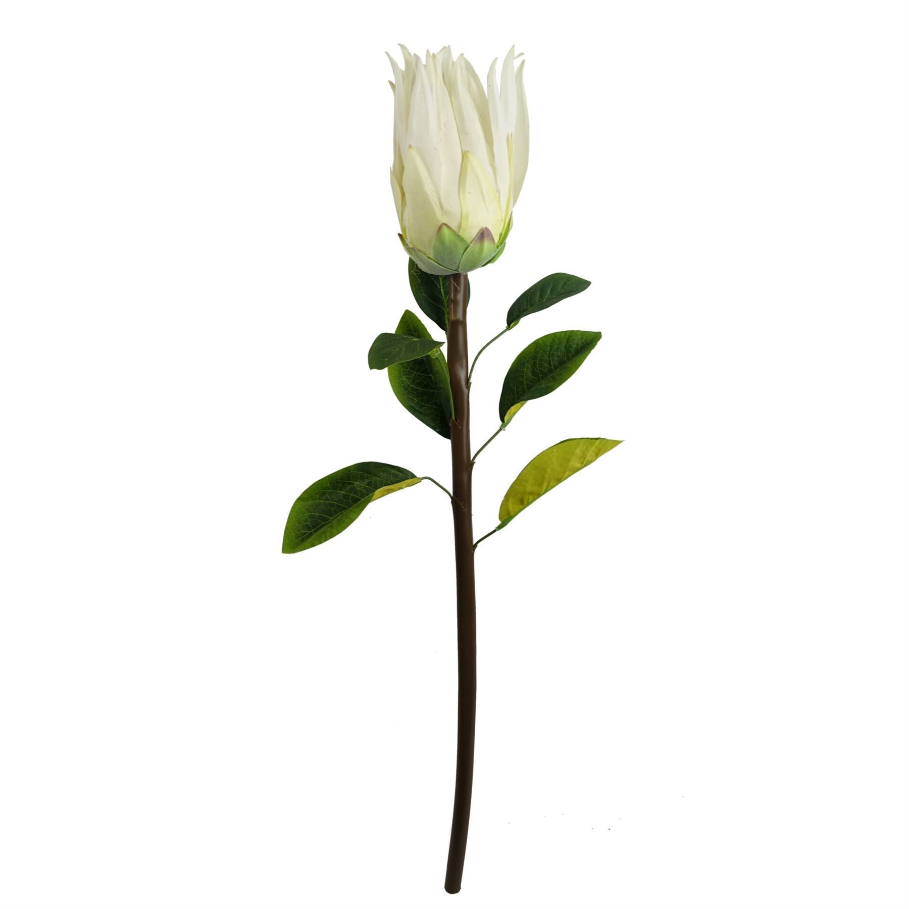 Pack of 6 x 65cm Protea Sugarbush Flower Stem - White - Premium Quality