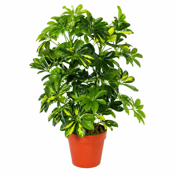 Artificial Arboricola Plant 75cm Golden Capella