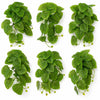 Pack of 6 x 25cm Artificial Trailing Arrowhead Vine Plant - Premium Quality