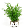 45cm Artificial Asparagus Fern Plant