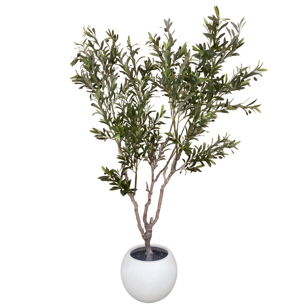 200cm XL Olive Tree