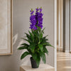 Artifical Orchid Plant 100cm Lilac 100cm Plants Flowers