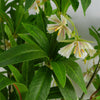 Pack of 6 x 90cm Artificial Hainan Elaeocarpus Stem - Premium Quality