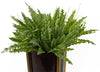Artificial 40cm Crocodile Fern Plant