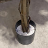 180cm Fire Retardant Black Olive Tree with 2925 Leaves and Natural Trunk