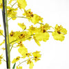 Oncidium Orchid Yellow in Stoneware Planter