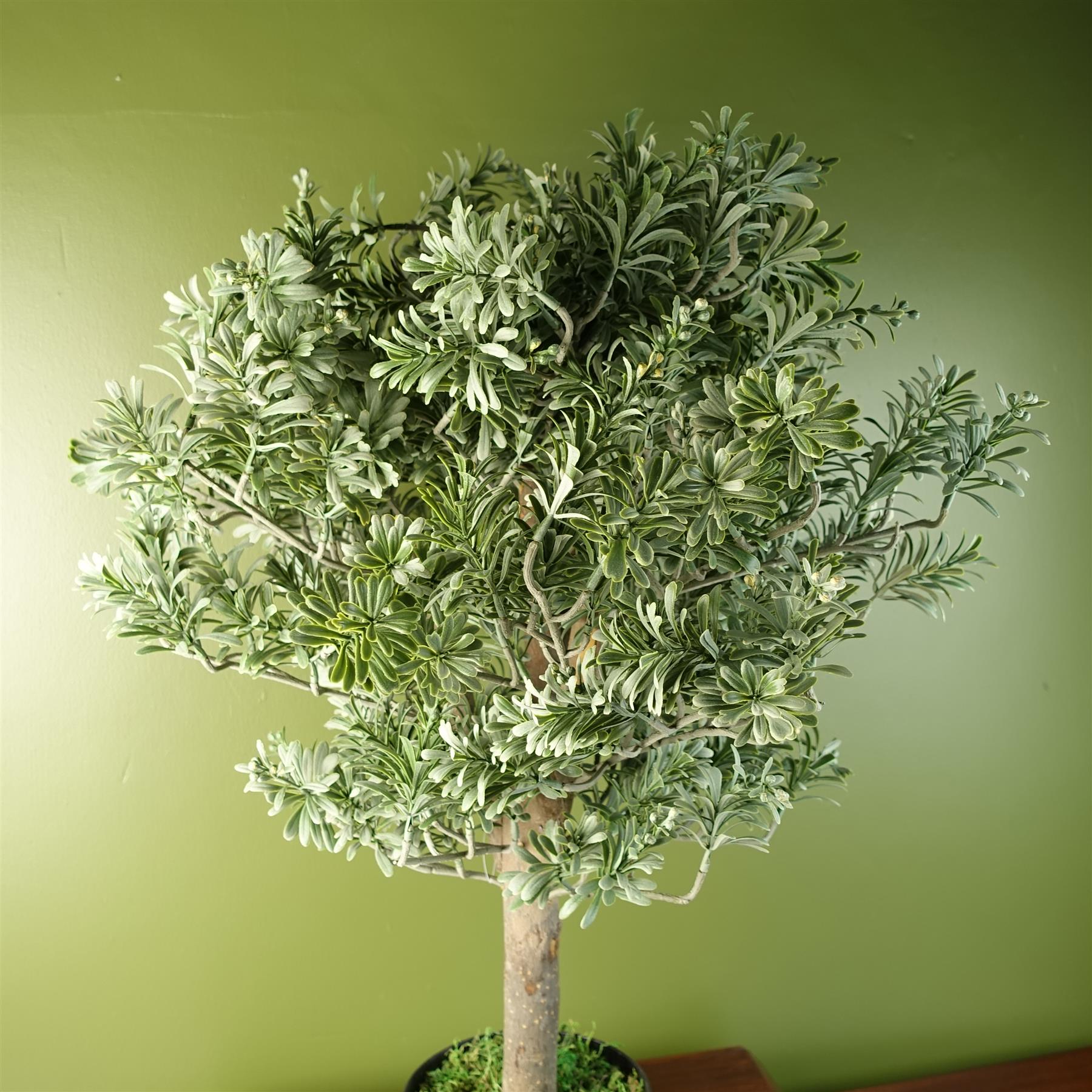 Artemisa Shrub 70cm