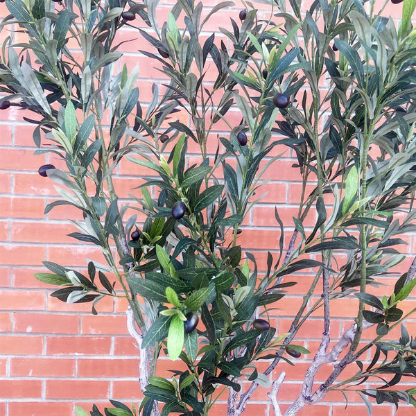200cm XL Olive Tree