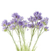 Pack of 6 x 60cm Purple Starflower Stem - 30 Flowers - Premium Quality