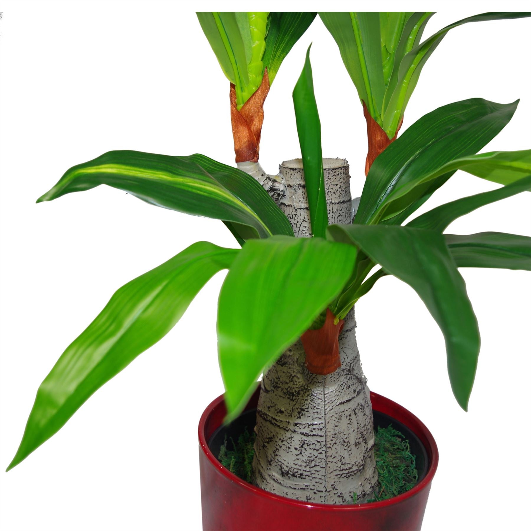75cm Artificial Dracaena Plant - Wide Trunk Triple Branch