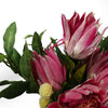 Pack of 6 x 65cm Protea Sugarbush Flower Stem - Pink - Premium Quality