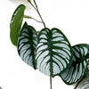 70cm Artificial Zebra Foliage