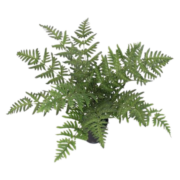 Artificial 50cm Luxury Evergreen Fern Plant