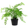 Artificial Fern Plant 35cm Maiden Fern Plant