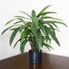 60cm Variegated Artificial Calathea Plant with pot